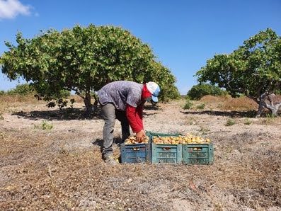 Piauí supera média regional e lidera crescimento da renda per capita no Nordeste
